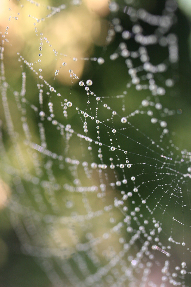 spider-web-with-dew-1197655-640x960